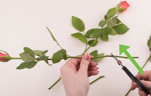 零基礎(chǔ)插花花藝培訓使用溫水如何讓鮮花持續(xù)更長時間方法